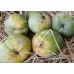 Oriental Ishad Mango Pulp - 850gms